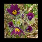 - pulsatilla -