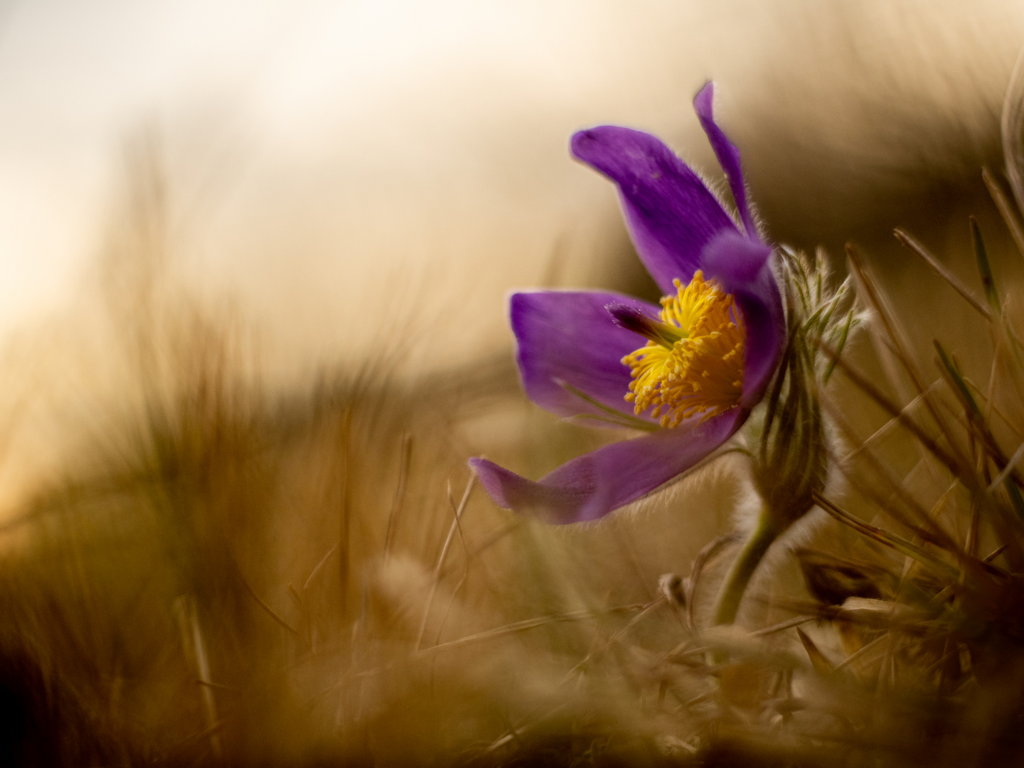 Pulsatilla