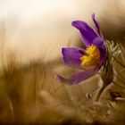 Pulsatilla