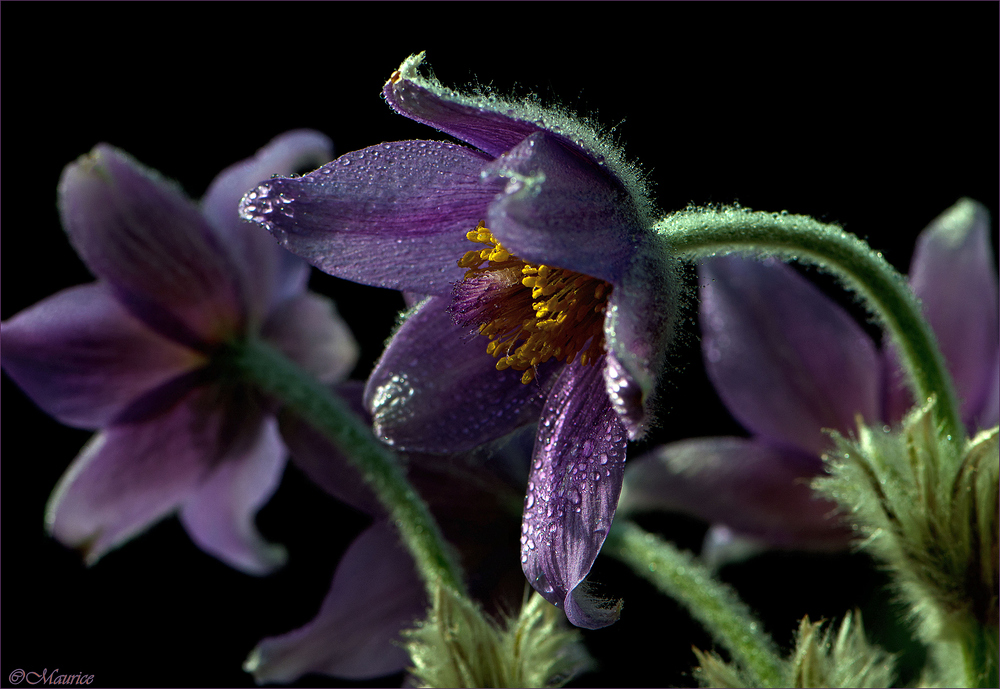 PULSATILLA