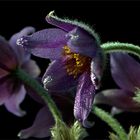 PULSATILLA