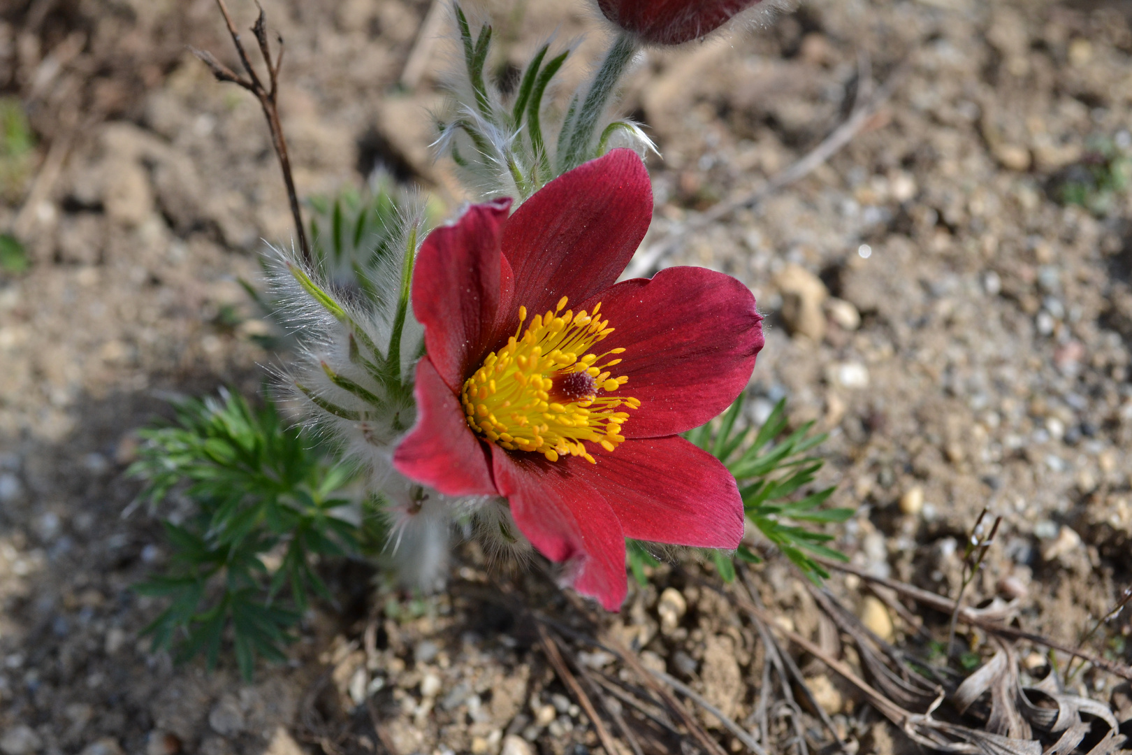 Pulsatilla Coccinea