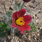 Pulsatilla Coccinea