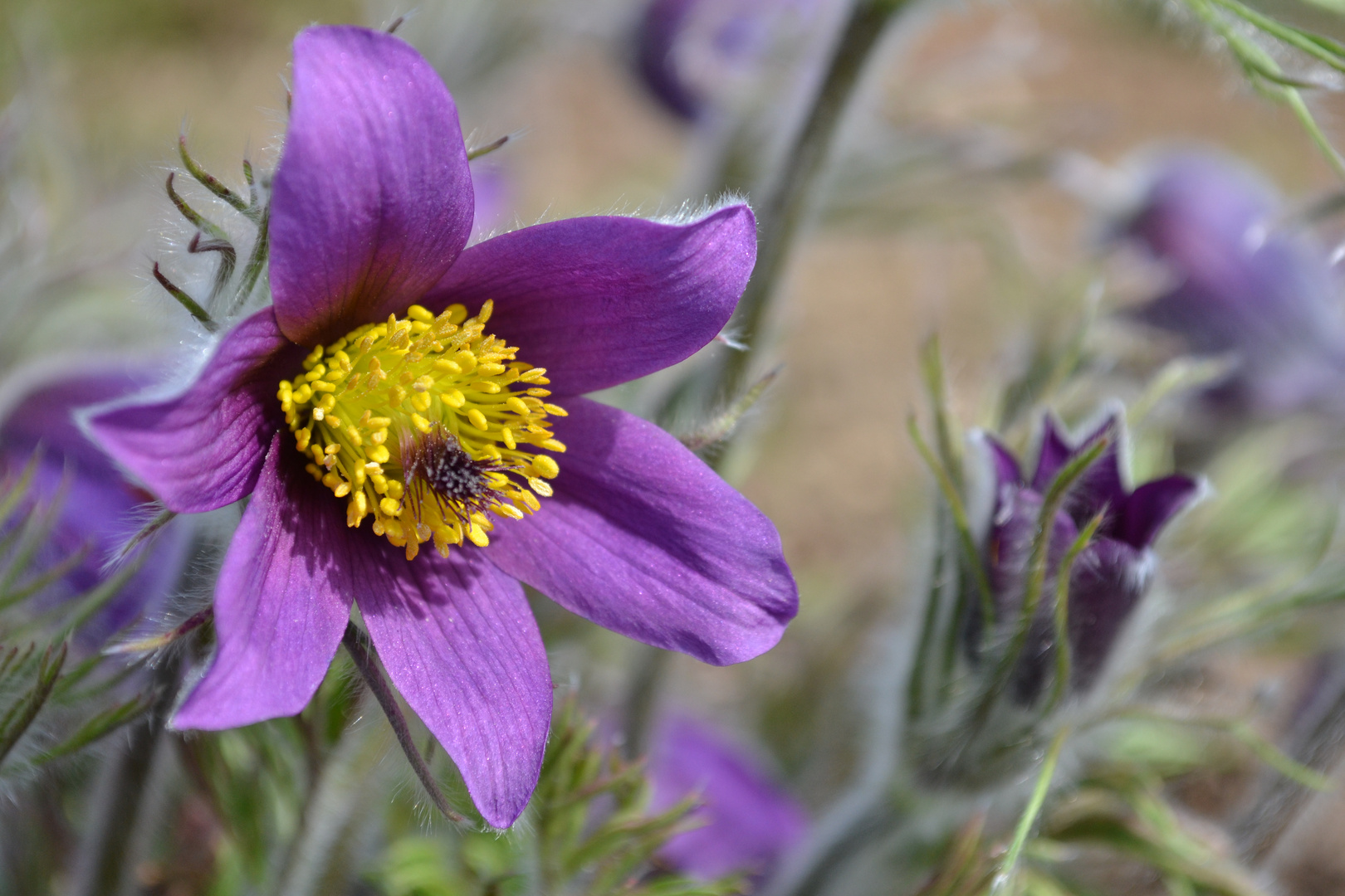 Pulsatilla Coccinea L.