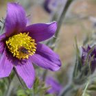 Pulsatilla Coccinea L.