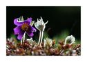 pulsatilla comune by AL dente 