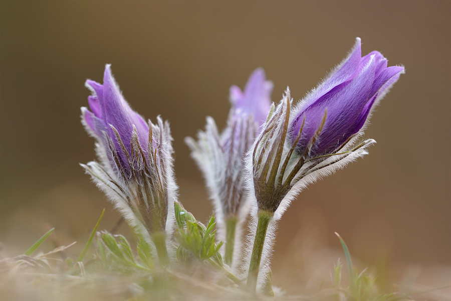 pulsatilla d3