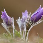 pulsatilla d3