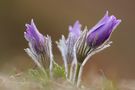 pulsatilla d3 von Stephan 'Stevie' Amm 