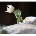 Pulsatilla