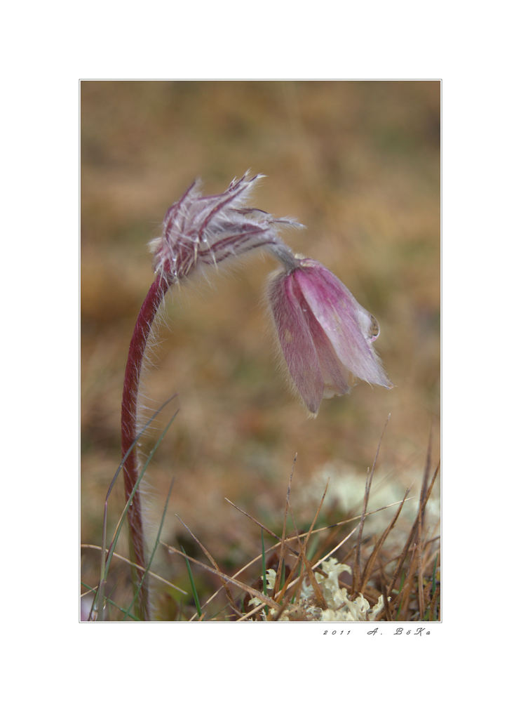 Pulsatilla