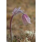 Pulsatilla