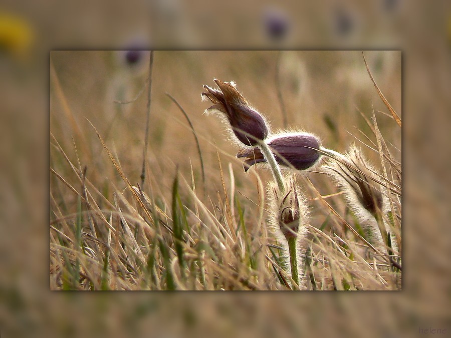 Pulsatilla