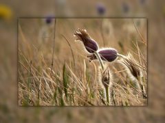 Pulsatilla