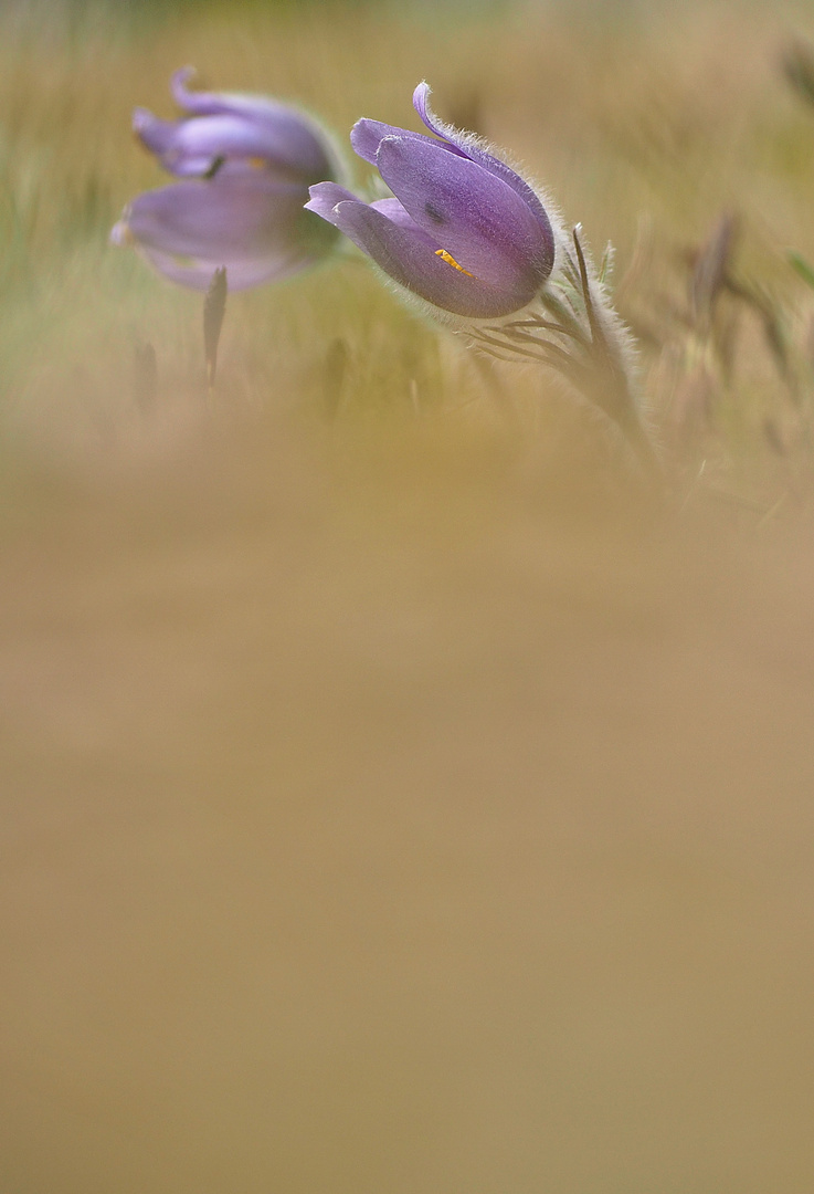 Pulsatilla