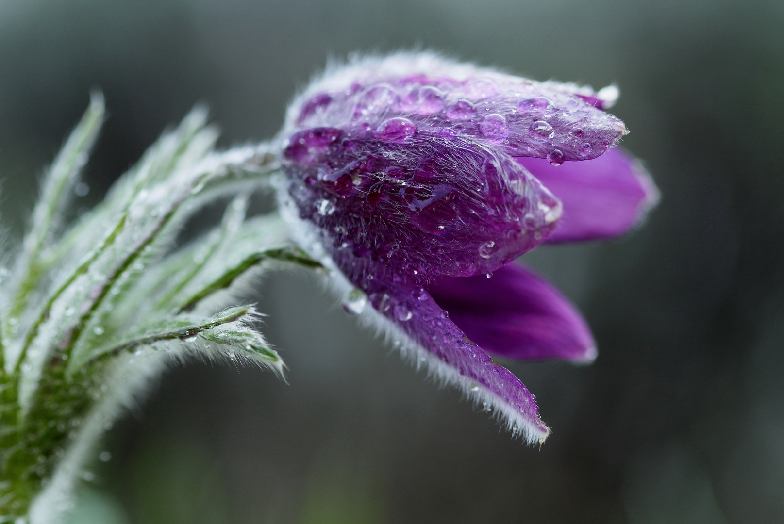 Pulsatilla