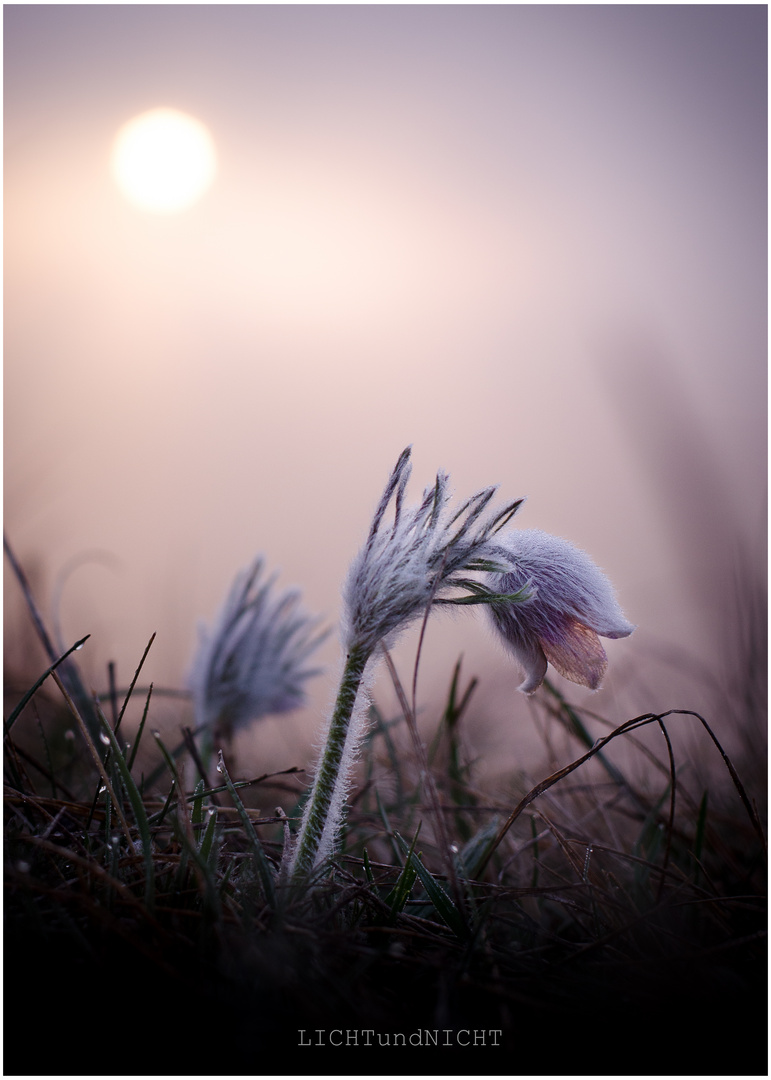 Pulsatilla | Dunst | Sonne