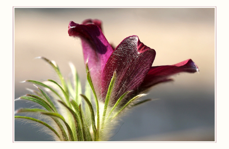 Pulsatilla