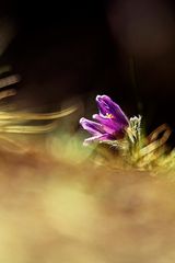 Pulsatilla 