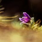 Pulsatilla 