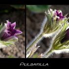 Pulsatilla