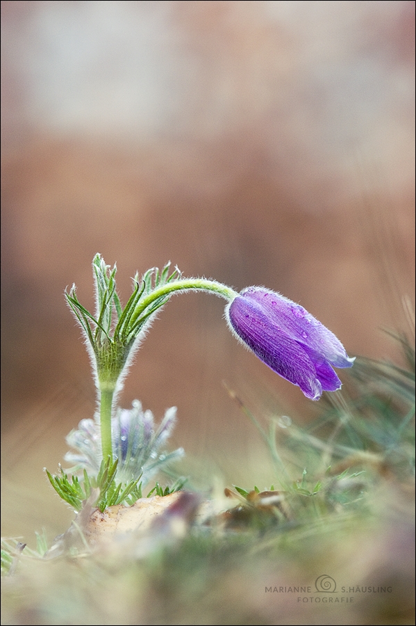 Pulsatilla