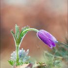 Pulsatilla