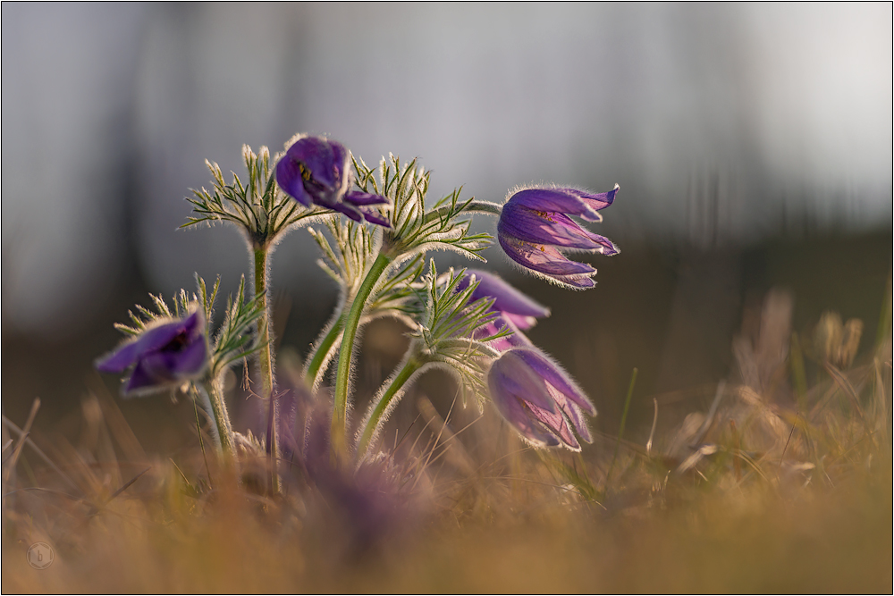 Pulsatilla