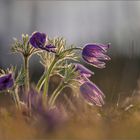 Pulsatilla