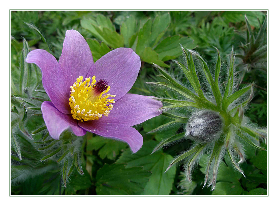 Pulsatilla