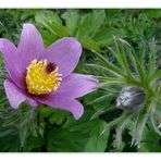 Pulsatilla