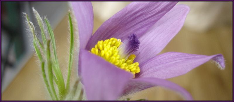 [-Pulsatilla-]