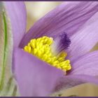 [-Pulsatilla-]