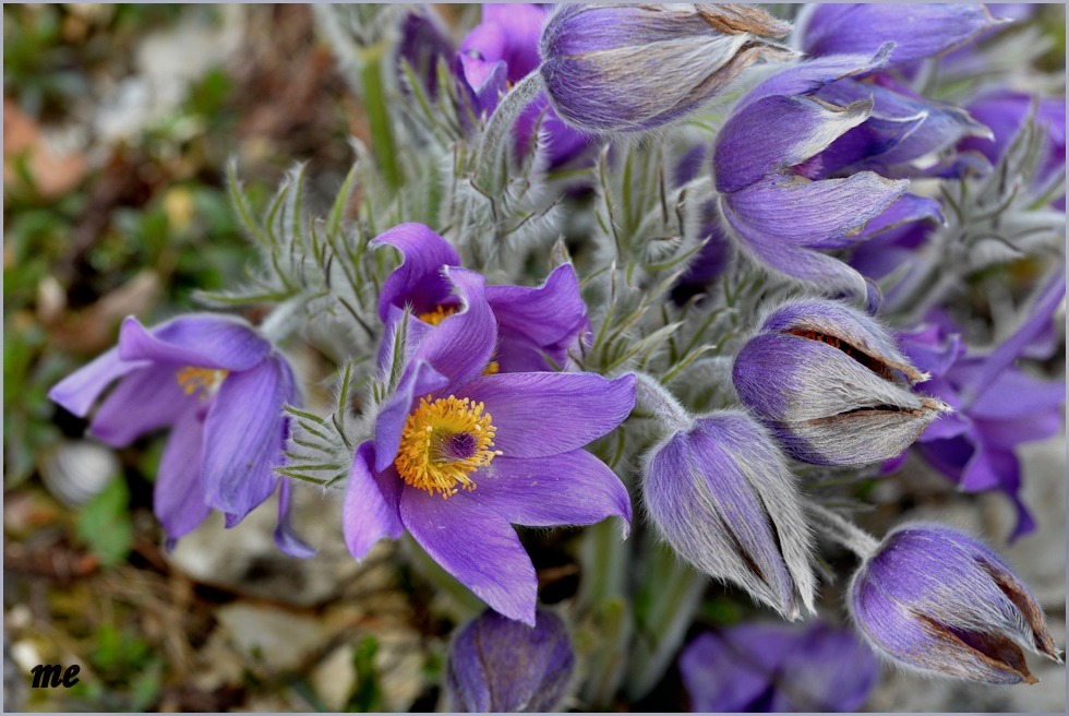 Pulsatilla