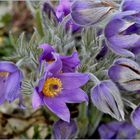 Pulsatilla