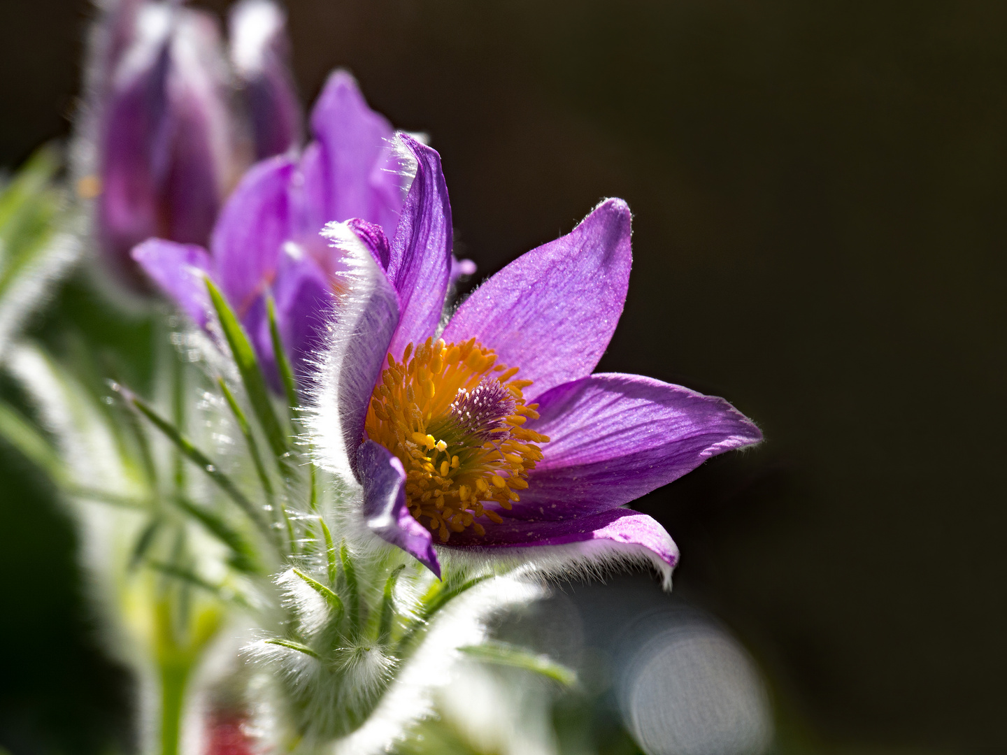 Pulsatilla