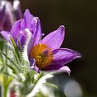 Pulsatilla