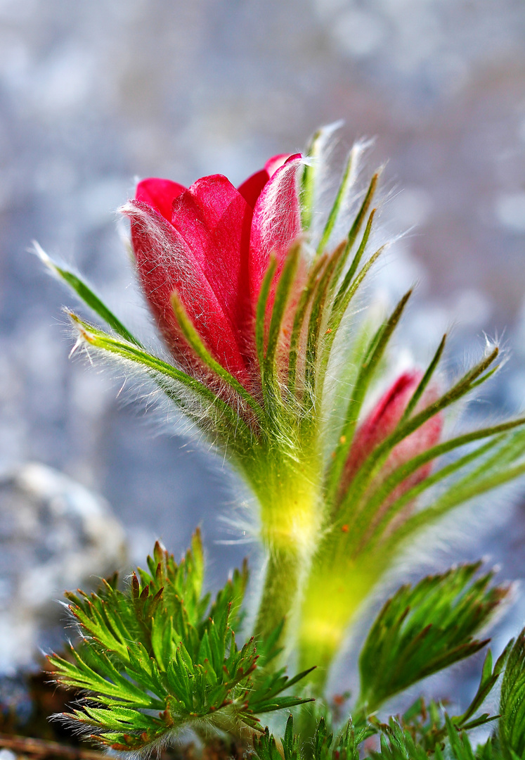 Pulsatilla