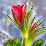 Pulsatilla