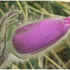 Pulsatilla