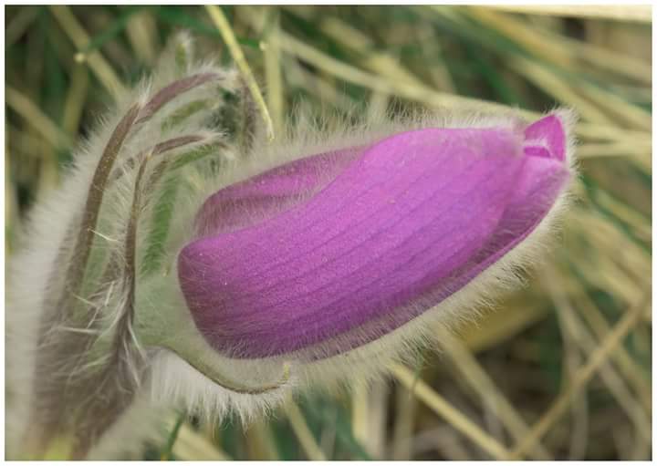 Pulsatilla