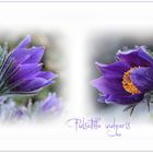 PULSATILLA