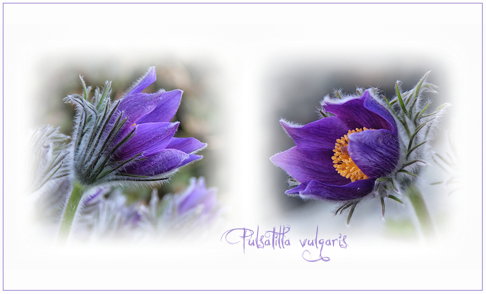 PULSATILLA