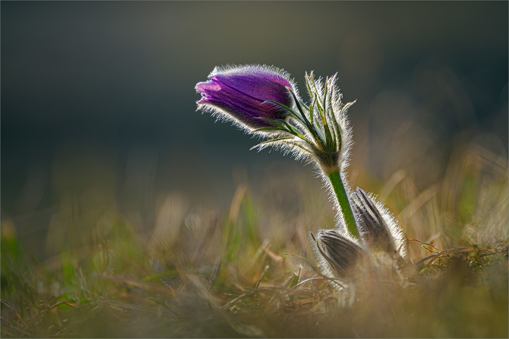 Pulsatilla