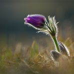 Pulsatilla