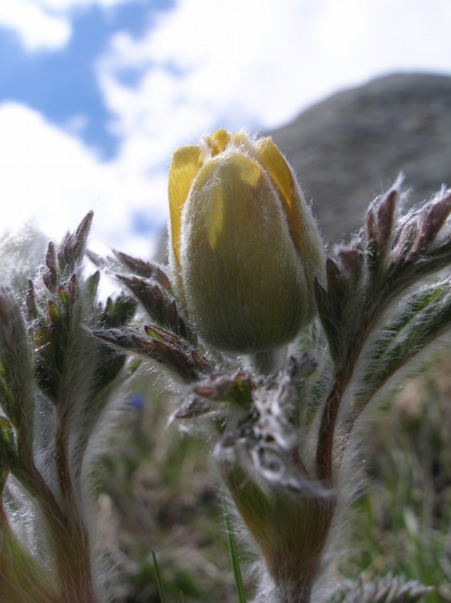 pulsatilla