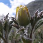 pulsatilla