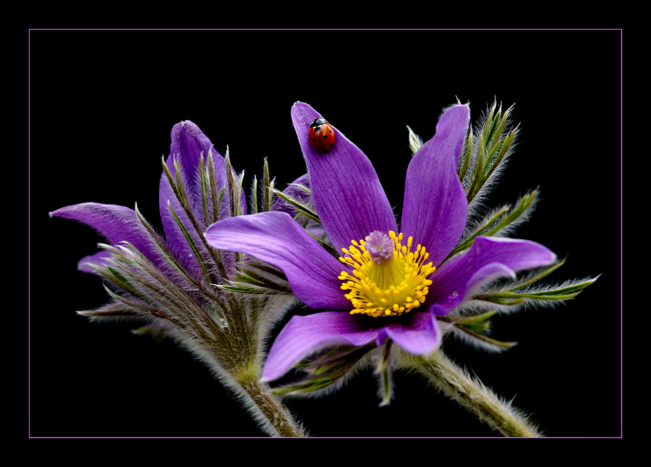 Pulsatilla ...