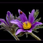 Pulsatilla ...