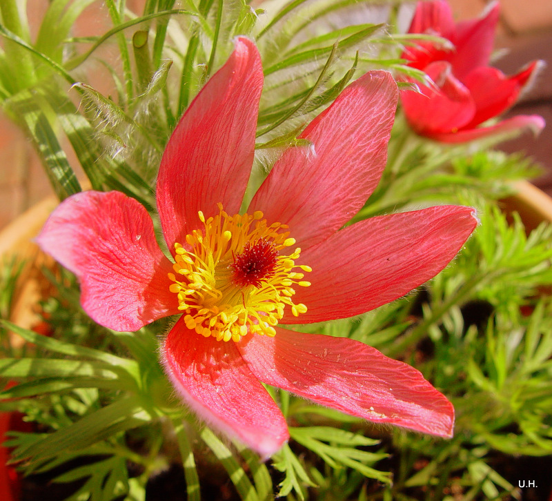 Pulsatilla